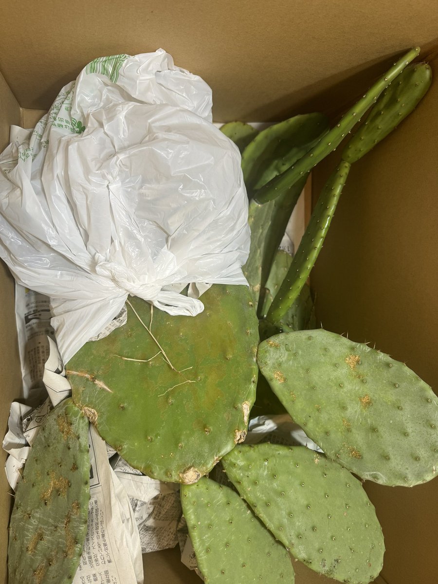 plusgoeflutz's tweet photo. 去年夏カメと植物のため都内からちょっと離れて庭ある空き家を購入した。現在リフォーム中。春向けて今週一部の植物移動する。トゲあるアガベとサボテンは大変^_^庭でカメの餌ため色んな植物を植えたい予定。マルベリーやハイビスカスとサボテンね。引っ越しは来年の夏くらい。現在まだ雑草あります。 https://t.co/LGMqGL1LOe