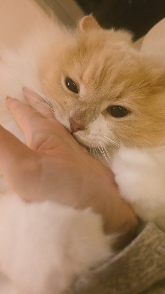 サイベリアンのバロン🐾 tweet media