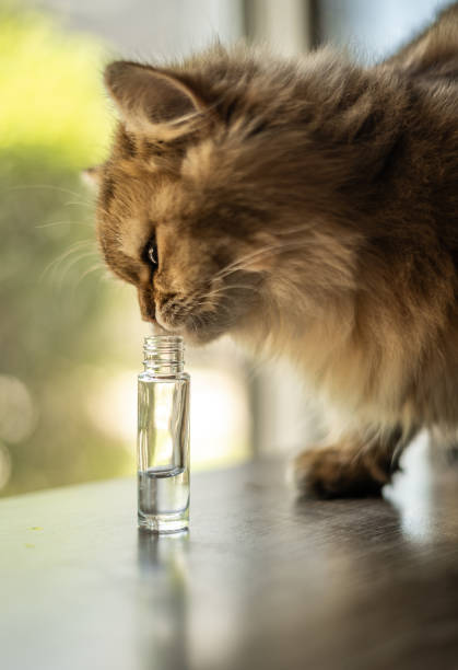 nexuspets's tweet photo. Cat stress or fighting at home? 🐱 Cat appeasing pheromone products like diffusers, sprays, and calming collars can help reduce anxiety and aggression safely.

Find the top picks here 👉 https://t.co/qsf03jSviy

#catcare #catanxiety #felinebehavior https://t.co/MzJQp9fm0g