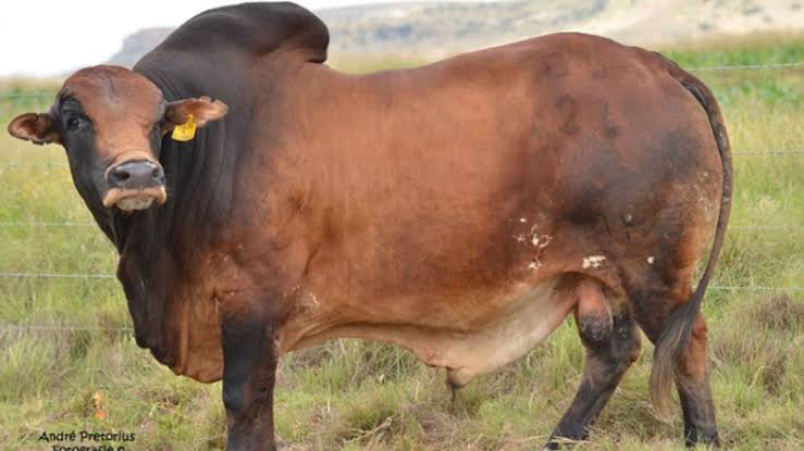 MutindaMutisya5's tweet photo. Artificial insemination..721,000 cattle inseminated across the county this is to increase productivity

A healthy county begins with healthy livestock #MachakosCountyAddress https://t.co/cVru9R9oxD