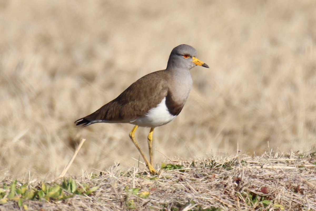 東海ってほんとにケリ多いんだね
田んぼに行ったらすぐいた