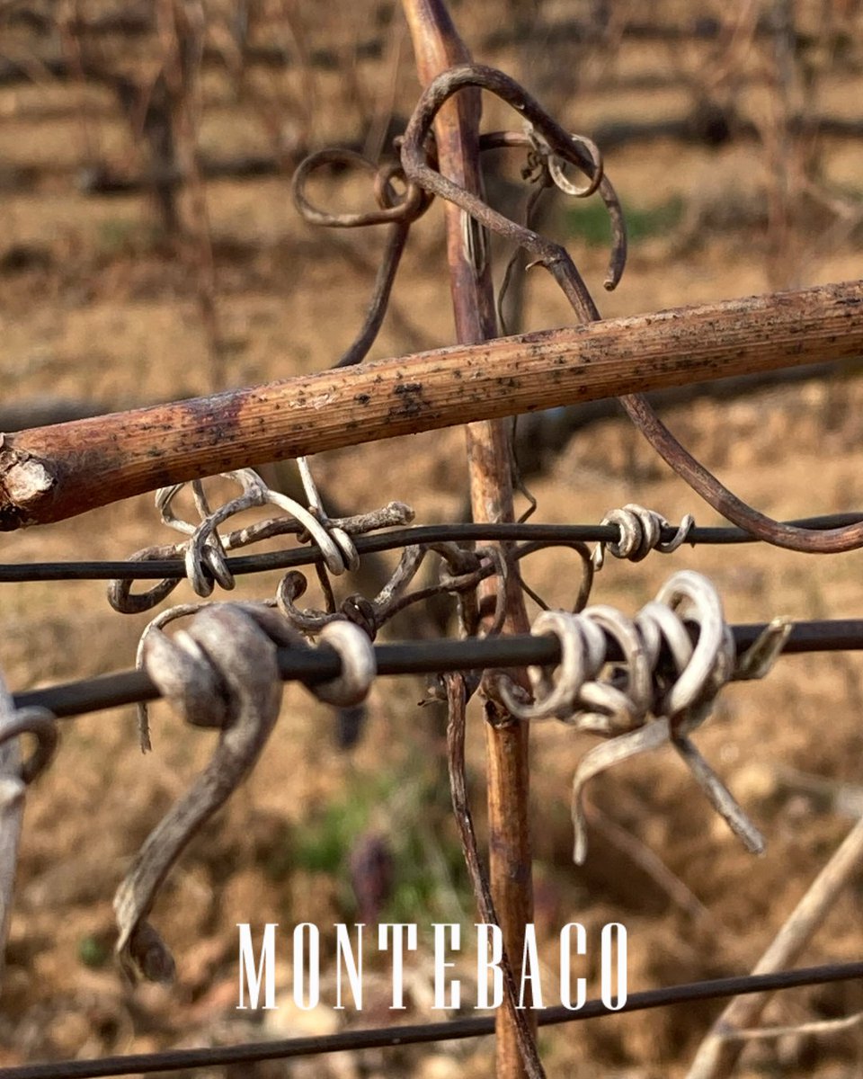 BODEGAS MONTEBACO tweet media