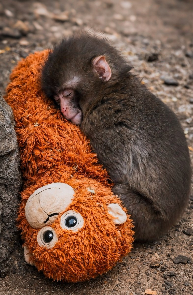 BeingTeJan's tweet photo. @OOCPUNCH Such a cutie. 🐒 https://t.co/Sv5s9OYpEd