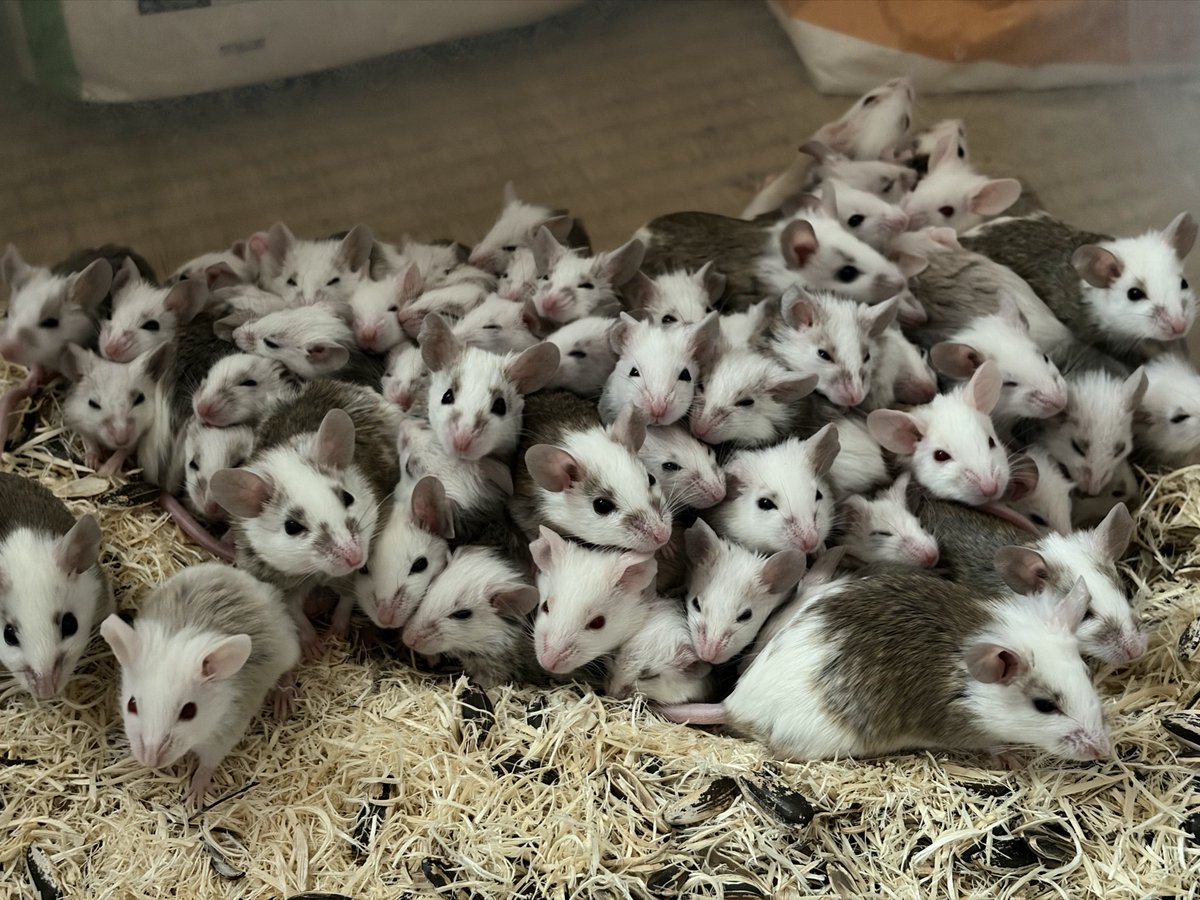 とまぴー🐍 tweet media