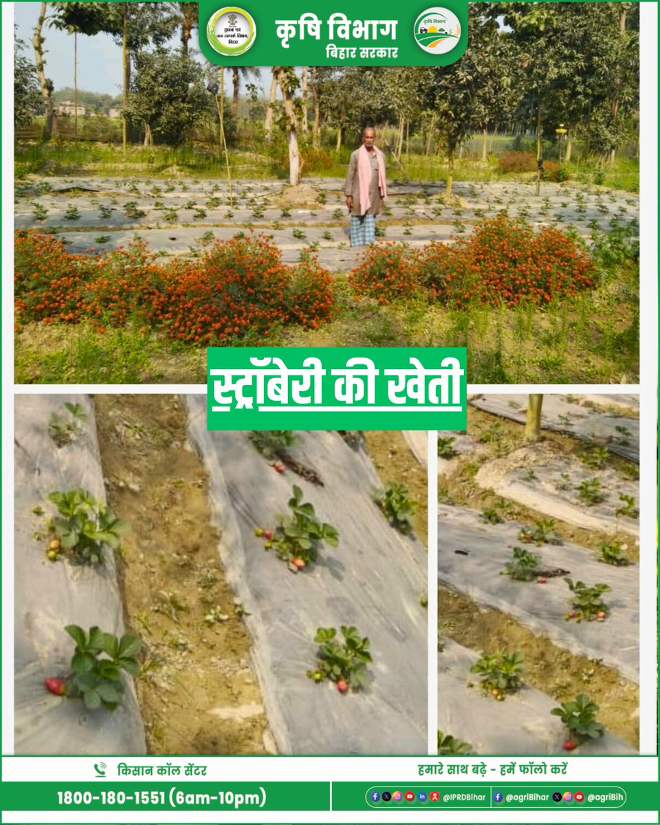 Agribih's tweet image. 🍓 किसान पाठशाला के तहत स्ट्रॉबेरी प्रदर्शन प्लॉट
आत्मा, शिवहर द्वारा पिपराही प्रखंड में स्ट्रॉबेरी का डेमो प्लॉट स्थापित किया गया।
लाभार्थी किसान: अरुण शर्मा
इस पहल से किसानों को उन्नत तकनीक एवं नकदी फसल से आय बढ़ाने की जानकारी दी गई।
#ATMA #KisanPathshala #Strawberry #Sheohar
