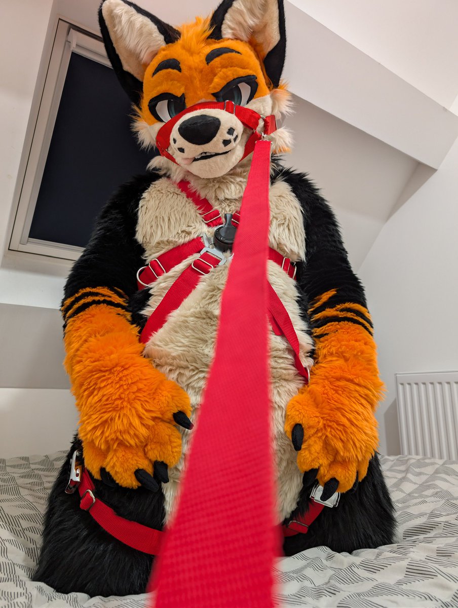 Gryve 🔜 Fauntastic / ATT1 tweet media