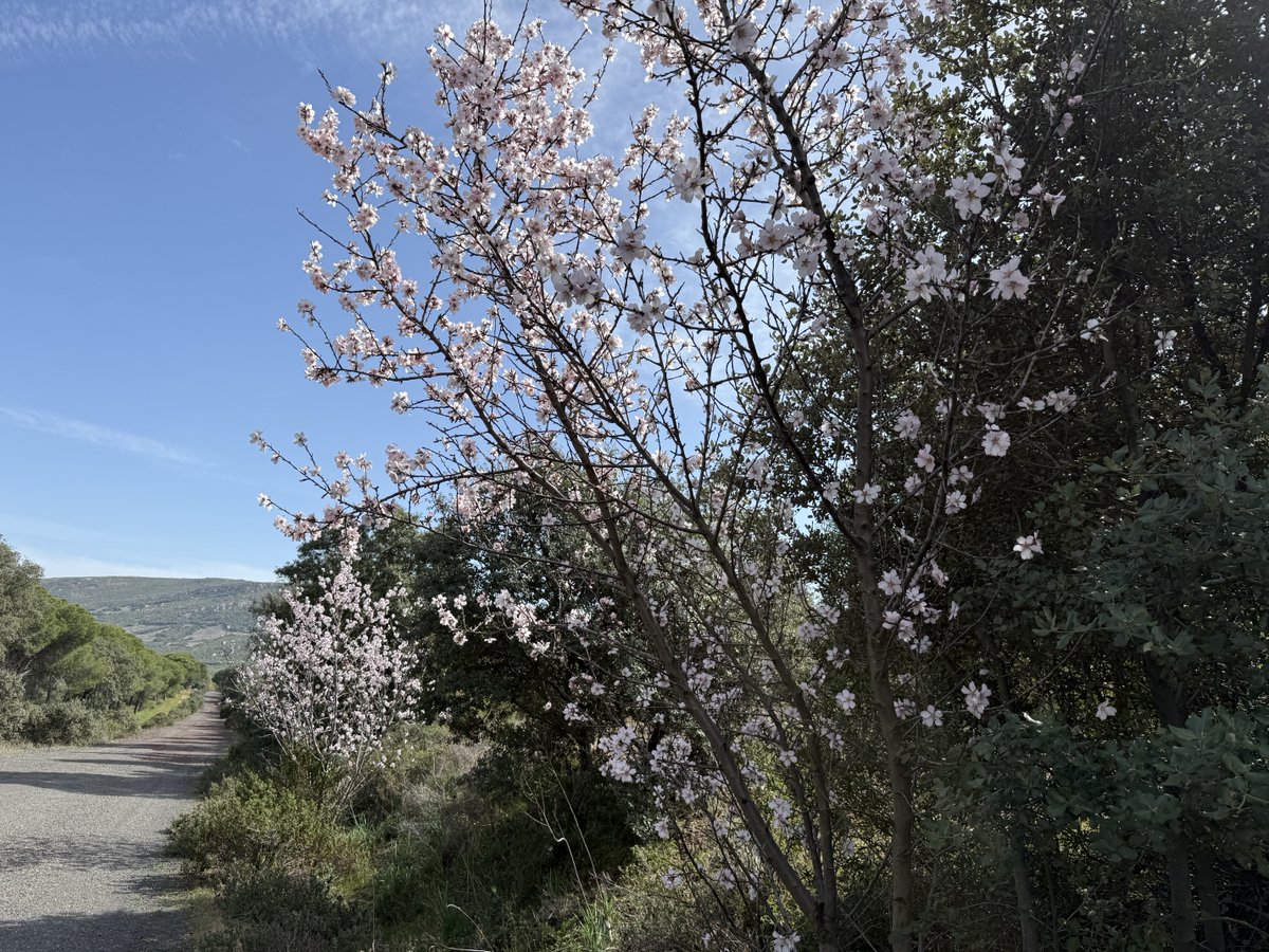 ildefray's tweet photo. Florecen los almendros en la Dehesa Boyal 👌 https://t.co/grINSQEEzR