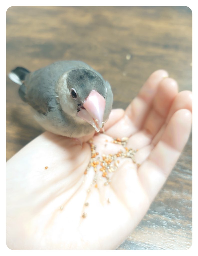 ぴぴちゃん可愛い集🥰🤲💥🦜〜 お迎えして2週間経ちましたありがとネ