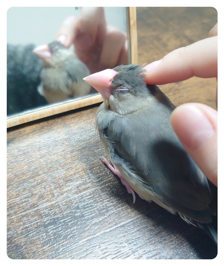 ぴぴちゃん可愛い集🥰🤲💥🦜〜 お迎えして2週間経ちましたありがとネ