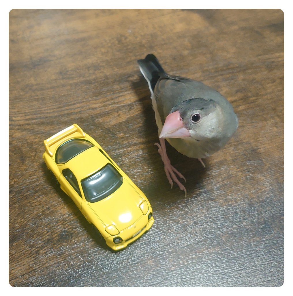 ぴぴちゃん可愛い集🥰🤲💥🦜〜 お迎えして2週間経ちましたありがとネ