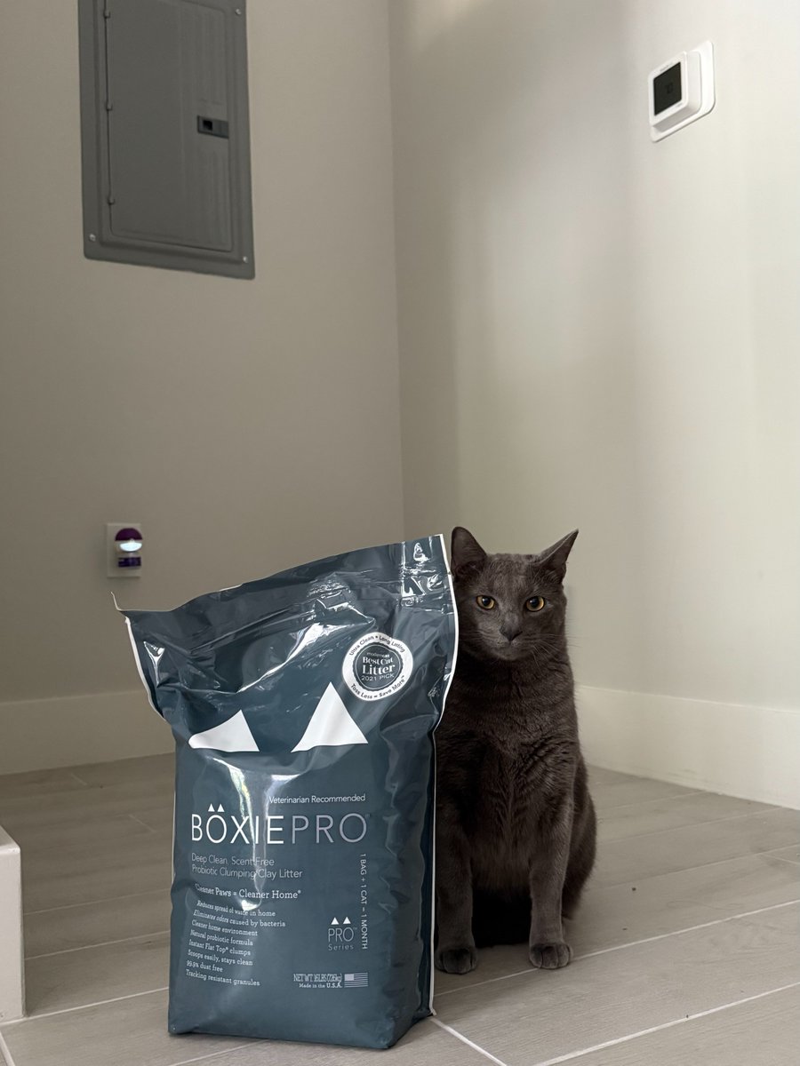 Boxiecat tweet media