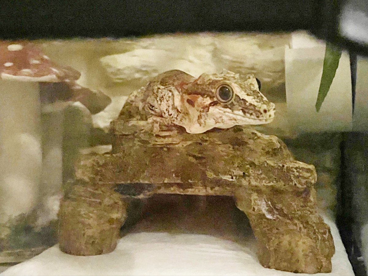 ガラダ堂 特殊陶芸家 巨四郎 (@garada_k4r) / Posts / X