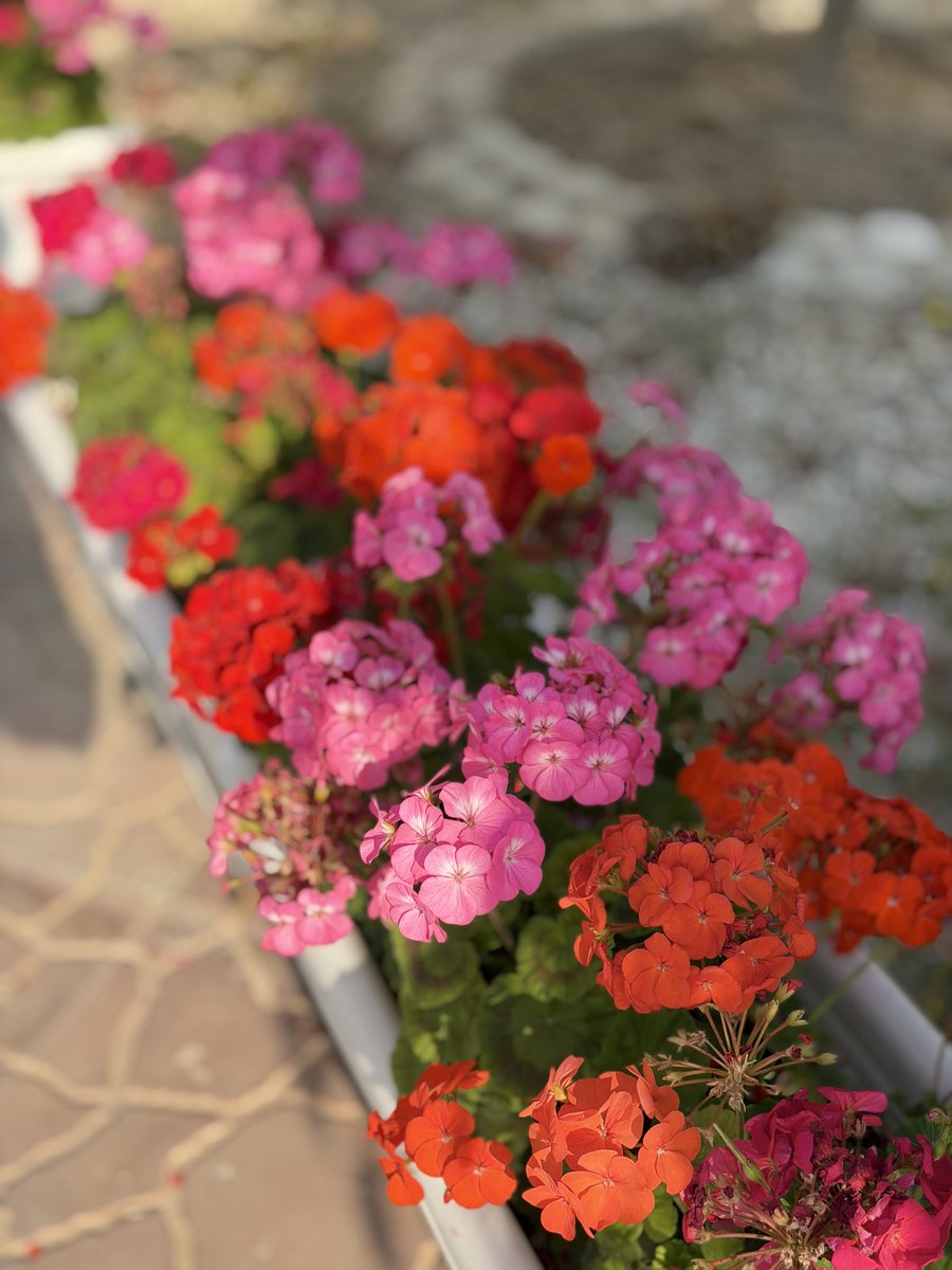 moon child tweet media