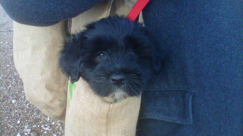 David Wingrave tweet media