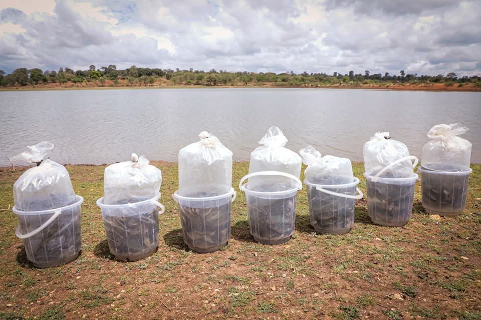 pmatata39's tweet photo. We have stocked 78 dams across the county with fish and fingerlings, fish fingerlings. Over 248,000 kilograms of fish have been harvested in the last six months. We are turning our dams into sources of food that diversify nutrition and money and money.
#MachakosCountyAddress https://t.co/6p8zE7qF9H
