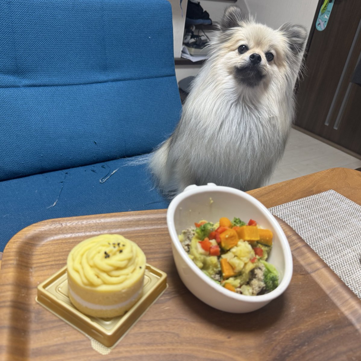 tabi_pome's tweet photo. 今日はタビの4歳のお誕生日でした！しばらく写真アップしてませんでしたが元気です🐶 https://t.co/LNMauZQx51