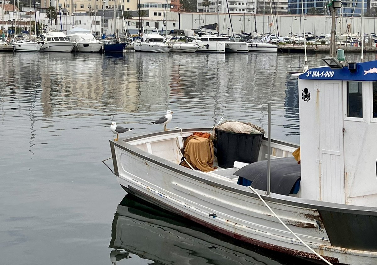 zampatelmundo's tweet image. 🛶 Paseos por el puerto pesquero de #Marbella 🐟

#Viajar #CostaDelSol