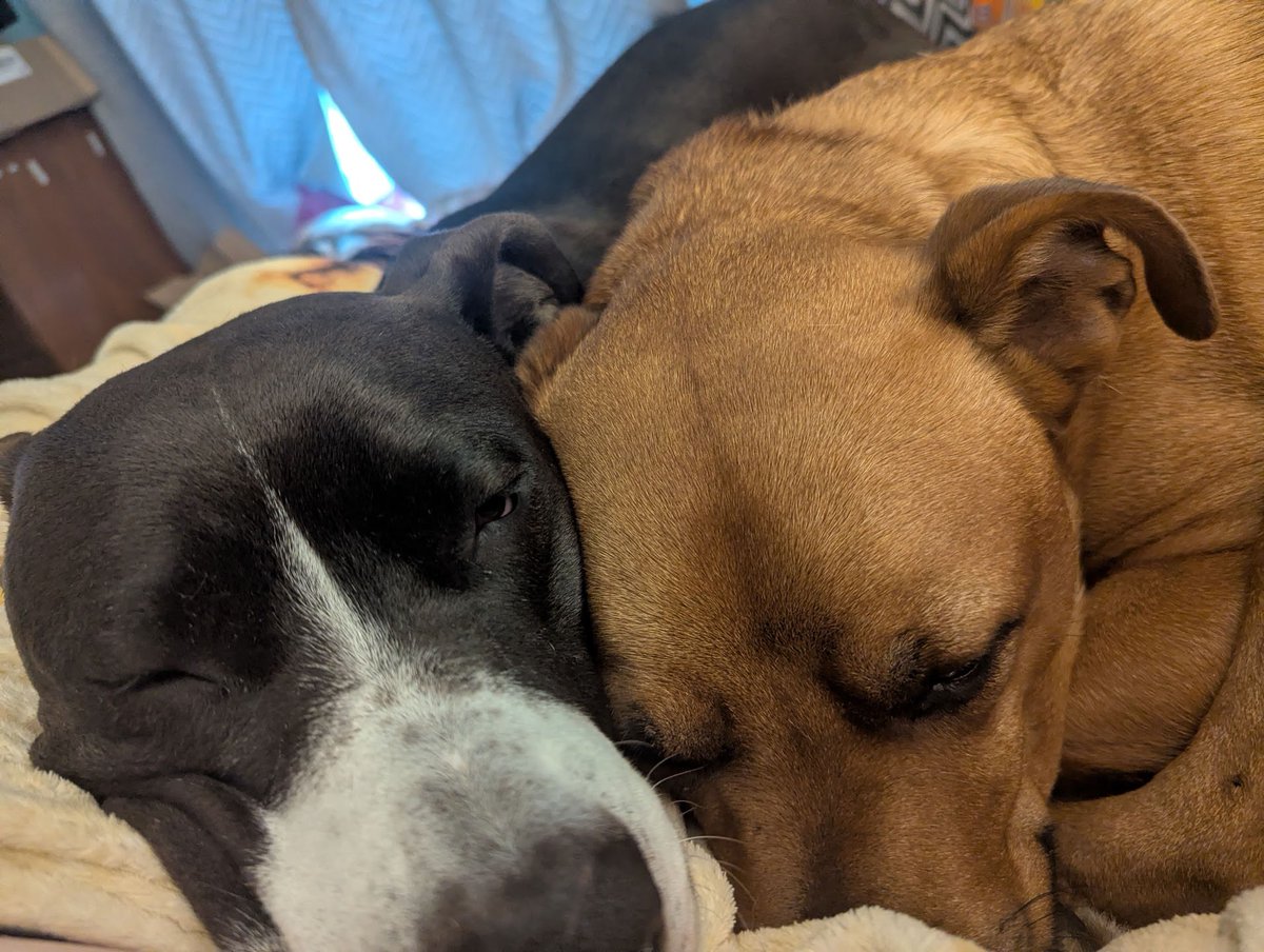 FwkesSam 🇵🇸🇨🇩 tweet media