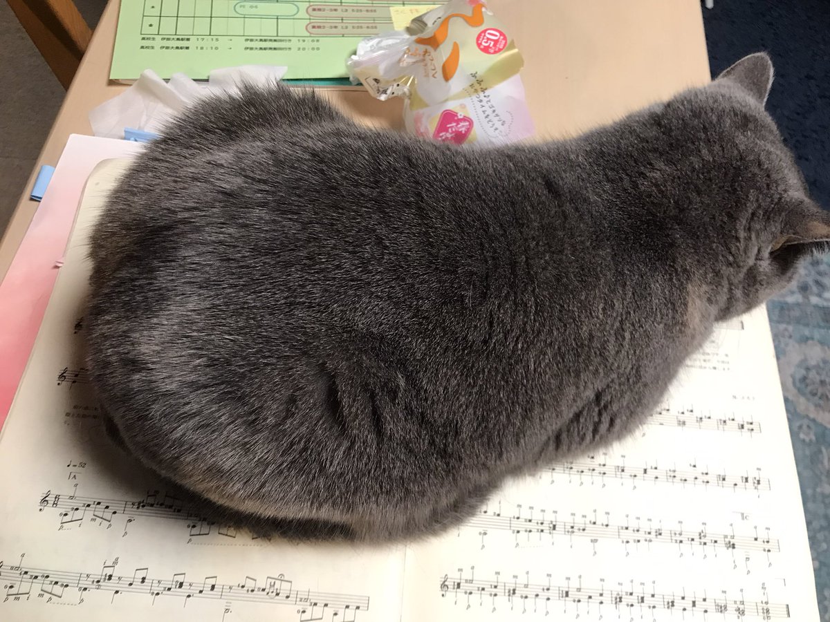 irish_greentea's tweet photo. ギターを弾いていると楽譜の上でゴロゴロ、明日の持ち物を準備するとその上にすぐ乗るゆめさん。
#ブリティッシュショートヘア https://t.co/xirgcqAkMj