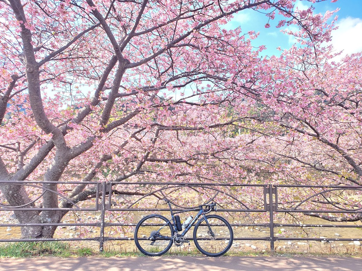 ぴ🦈か🥜い🐻‍❄️ち tweet media