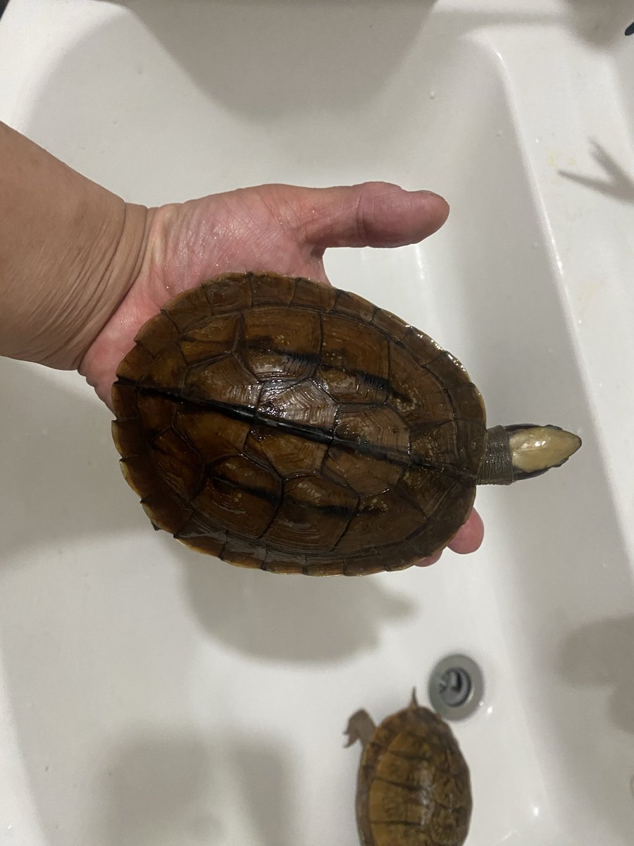 アメハコ達と同居する陸飼のミスジ。
餌はおっかなびっくり食べてるけ、やっぱり成長が他と違う。

#ハイナンミスジハコガメ