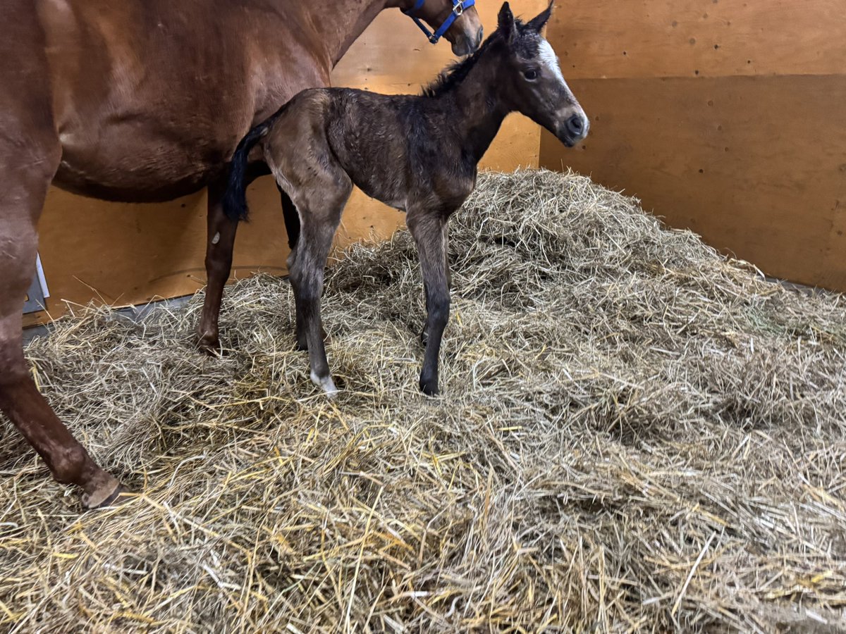 たまこ (@egg24k) / Posts / X