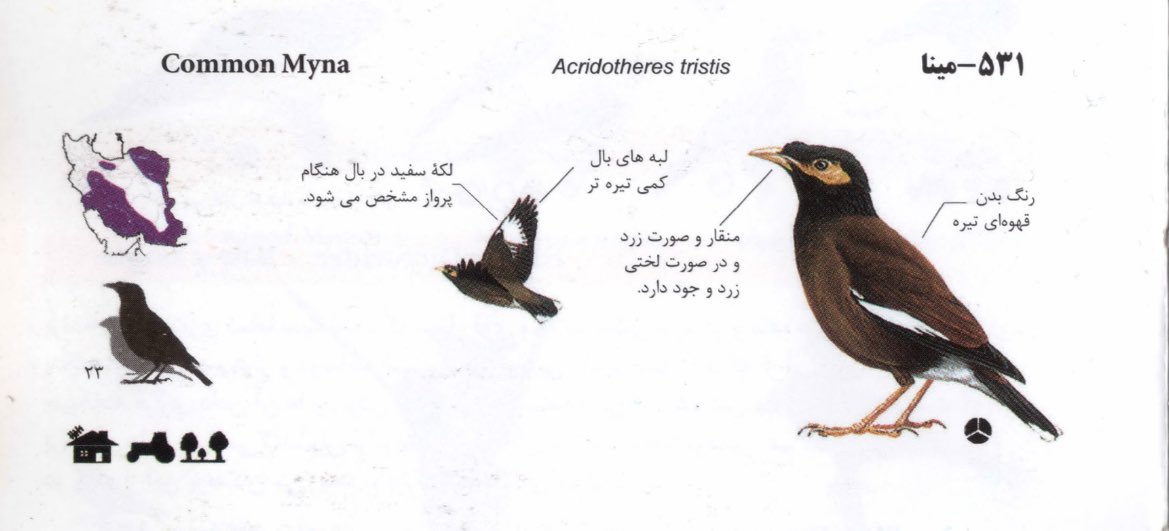 مشتعلعشقعلی tweet media