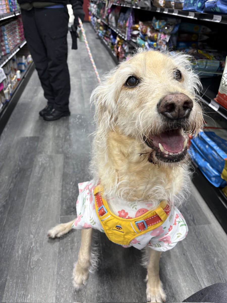 gpfyorkregion's tweet photo. How adorable is Ann!?!?  The 11yr old Lab visiting our Woodbine and 16th location!  Ann, you don't look a day over 2!

#dogsofx #globalpetfoods #labsofx https://t.co/LkVlt774Uo