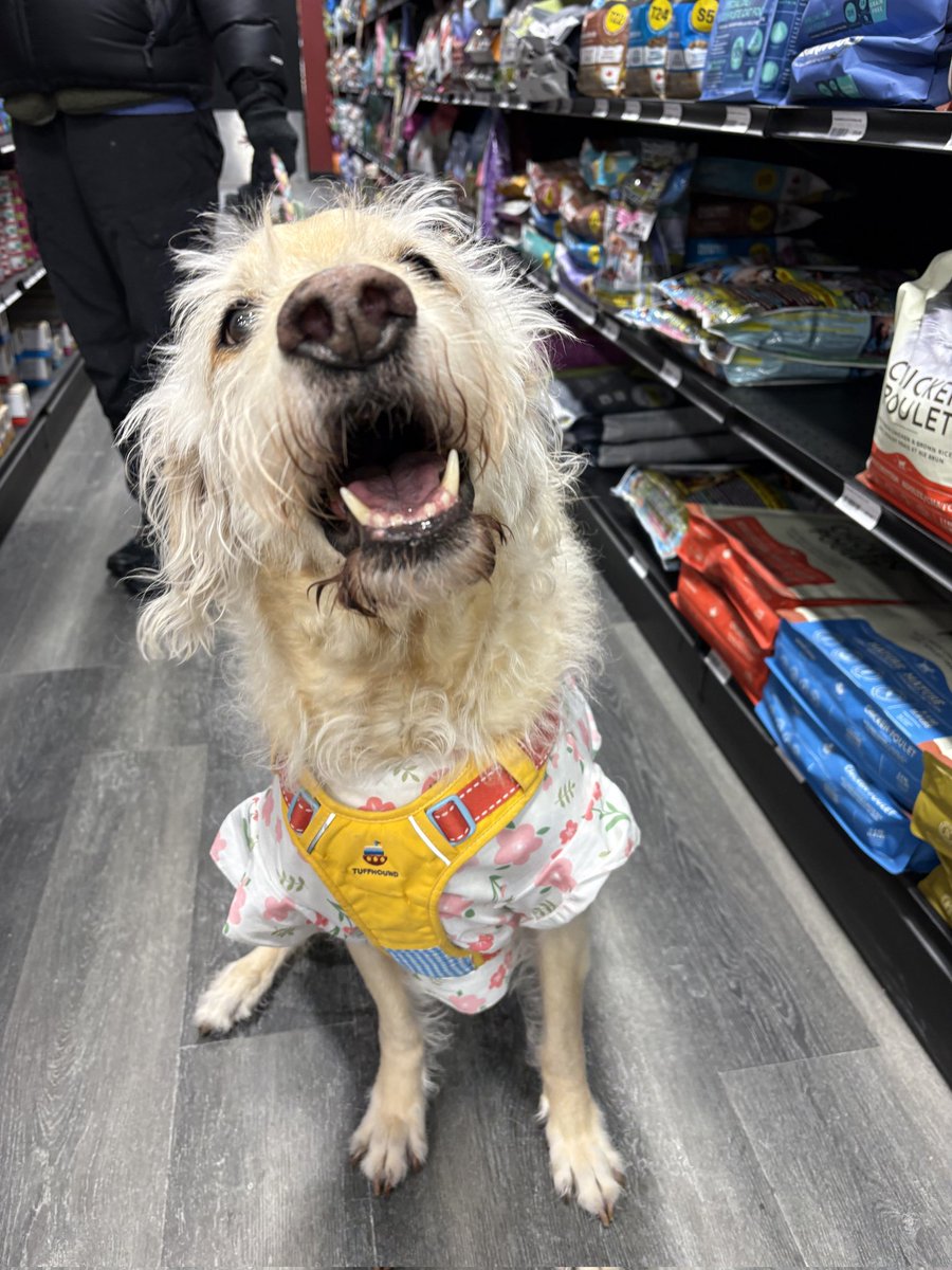 gpfyorkregion's tweet photo. How adorable is Ann!?!?  The 11yr old Lab visiting our Woodbine and 16th location!  Ann, you don't look a day over 2!

#dogsofx #globalpetfoods #labsofx https://t.co/LkVlt774Uo