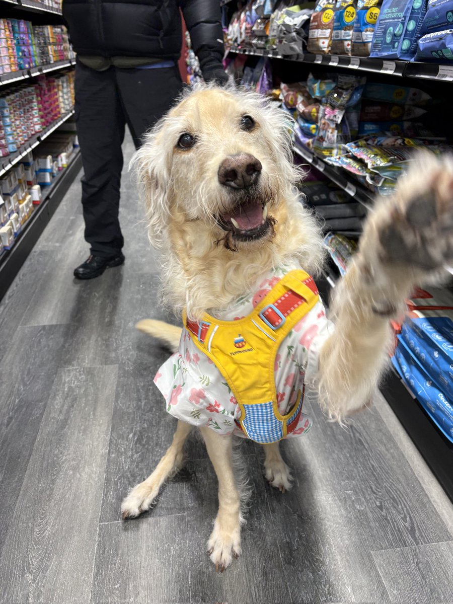 gpfyorkregion's tweet photo. How adorable is Ann!?!?  The 11yr old Lab visiting our Woodbine and 16th location!  Ann, you don't look a day over 2!

#dogsofx #globalpetfoods #labsofx https://t.co/LkVlt774Uo