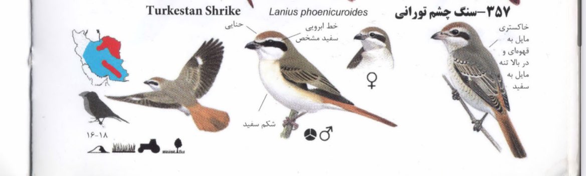مشتعلعشقعلی tweet media