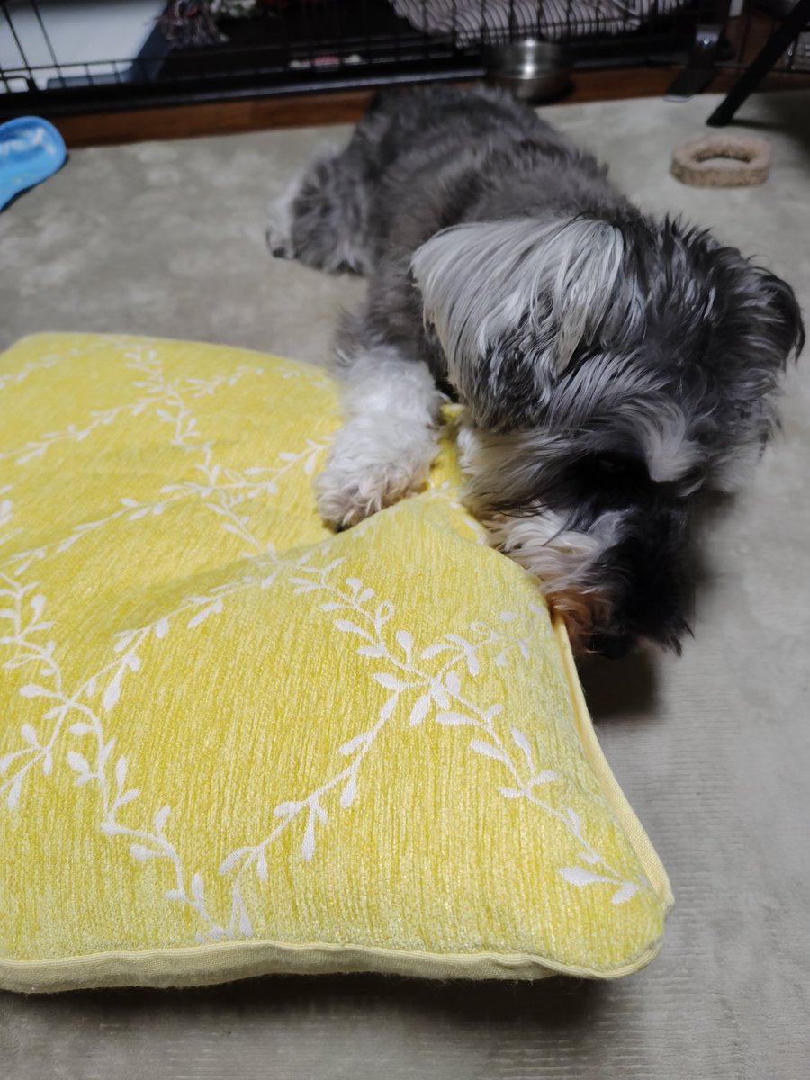 グレーと黄色、案外可愛い組み合わせ✨️

#ミニチュアシュナウザー