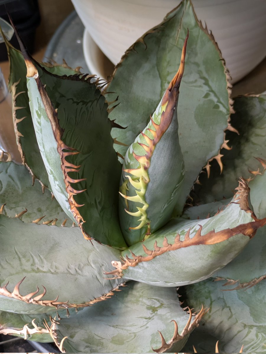 slow_glower (@slow_glower) / Posts / X