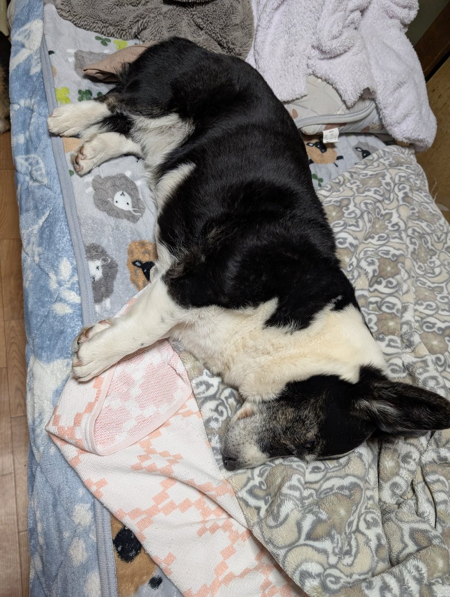 今日は雨☔でお散歩行けなかったね😞 にも関わらず皆今日も爆睡