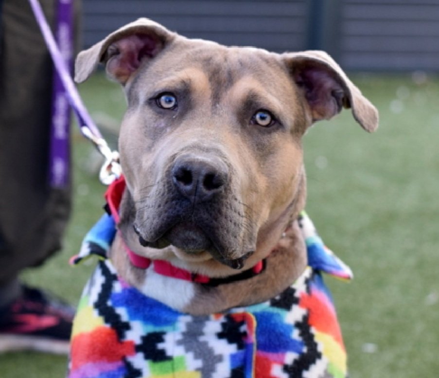 Scoob 244378
Relisted TBK 2/26
#NYCACC #RescueOnly 
He is a beautiful 1 yr old puppy 🐶 
Enjoys enrichment games 
Not faring well in care, rebounds off kennel walls, leash biting
Please help save Scoob!
nycacc.app/browse/244378
#Pledge4Rescue #foster #adopt