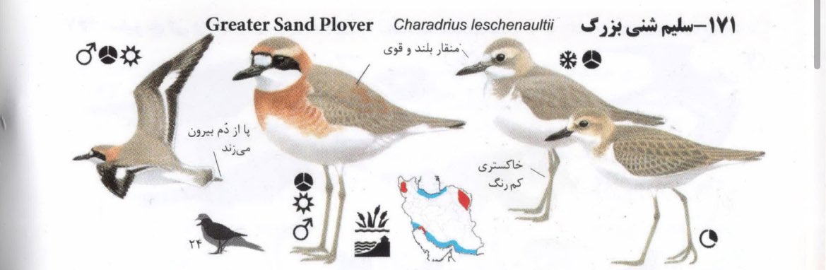 مشتعلعشقعلی tweet media