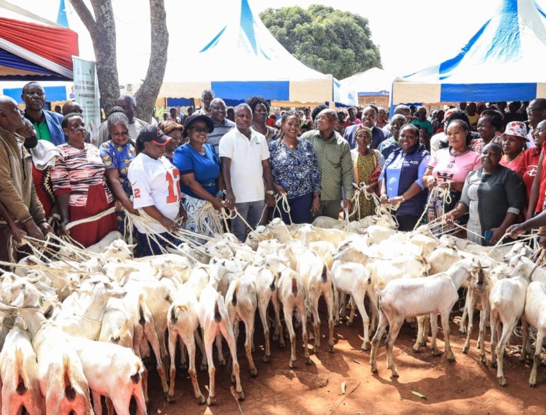 QueenFranc57635's tweet photo. Over the last 3½ years, our free mass vaccination &amp; parasite control campaign has reached a staggering scale: 
153,733 cattle , 39,112 sheep  59,507 goats , 102,308 dogs , 208,280 poultry,733 donkeys  and 1,948 cats.
#MachakosCountyAddress https://t.co/1Rd1hk7kUm