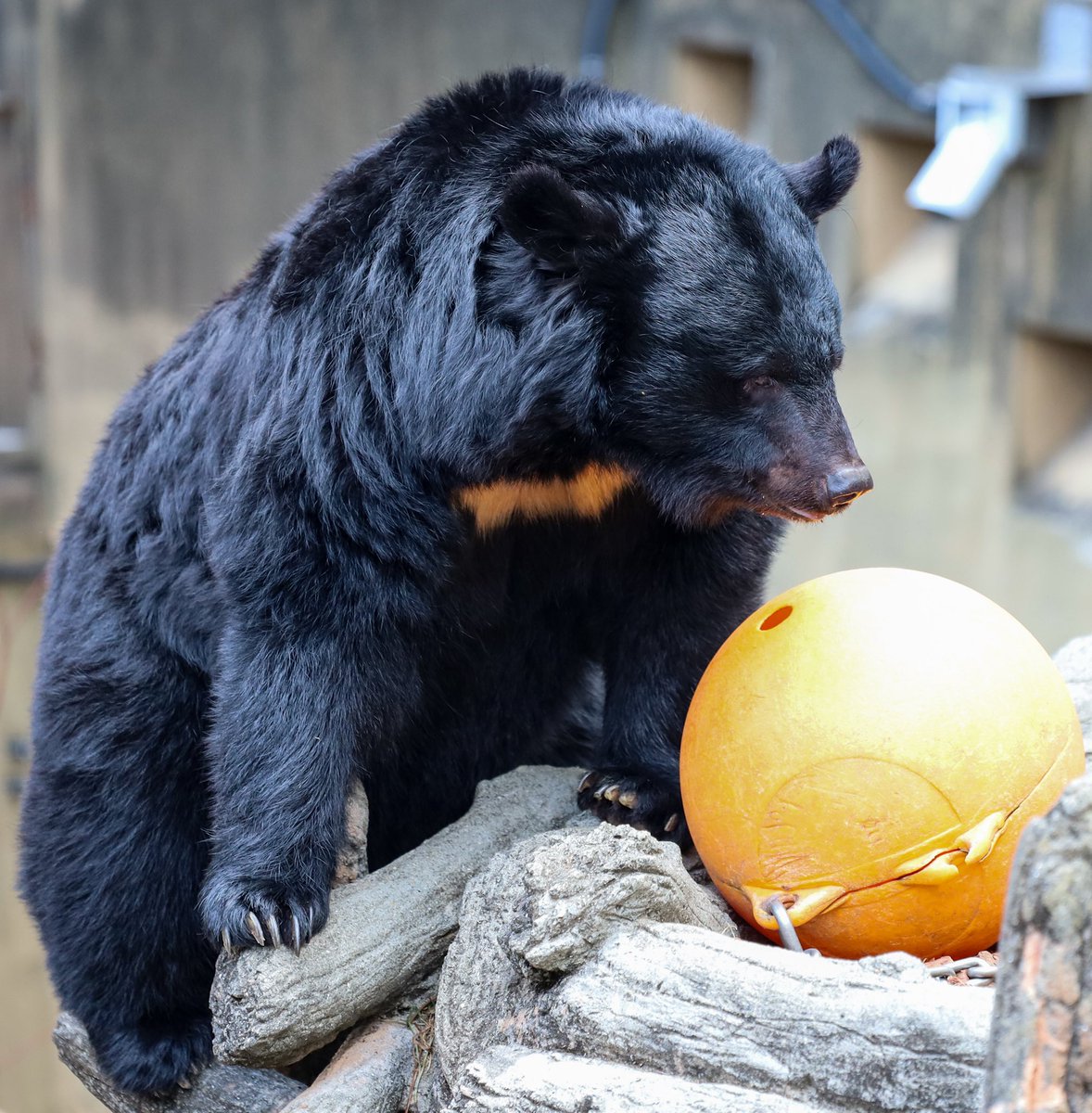 ツキノワグマのクーちゃん。 ツキノワグマの胸の白い毛は月形だったりV