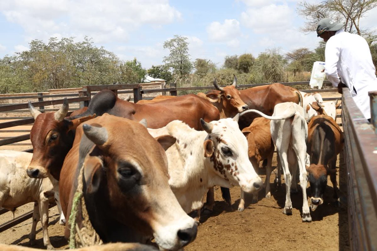 GeoffreyMwolol1's tweet photo. 7621 cattle inseminated across Machakos County through the Artificial Insemination programme 🐄
A strategic investment to improve breeds, increase productivity, and strengthen farmers’ incomes.
Driving agricultural transformation from the ground up.
#MachakosCountyAddress https://t.co/3RbB1eK5cA