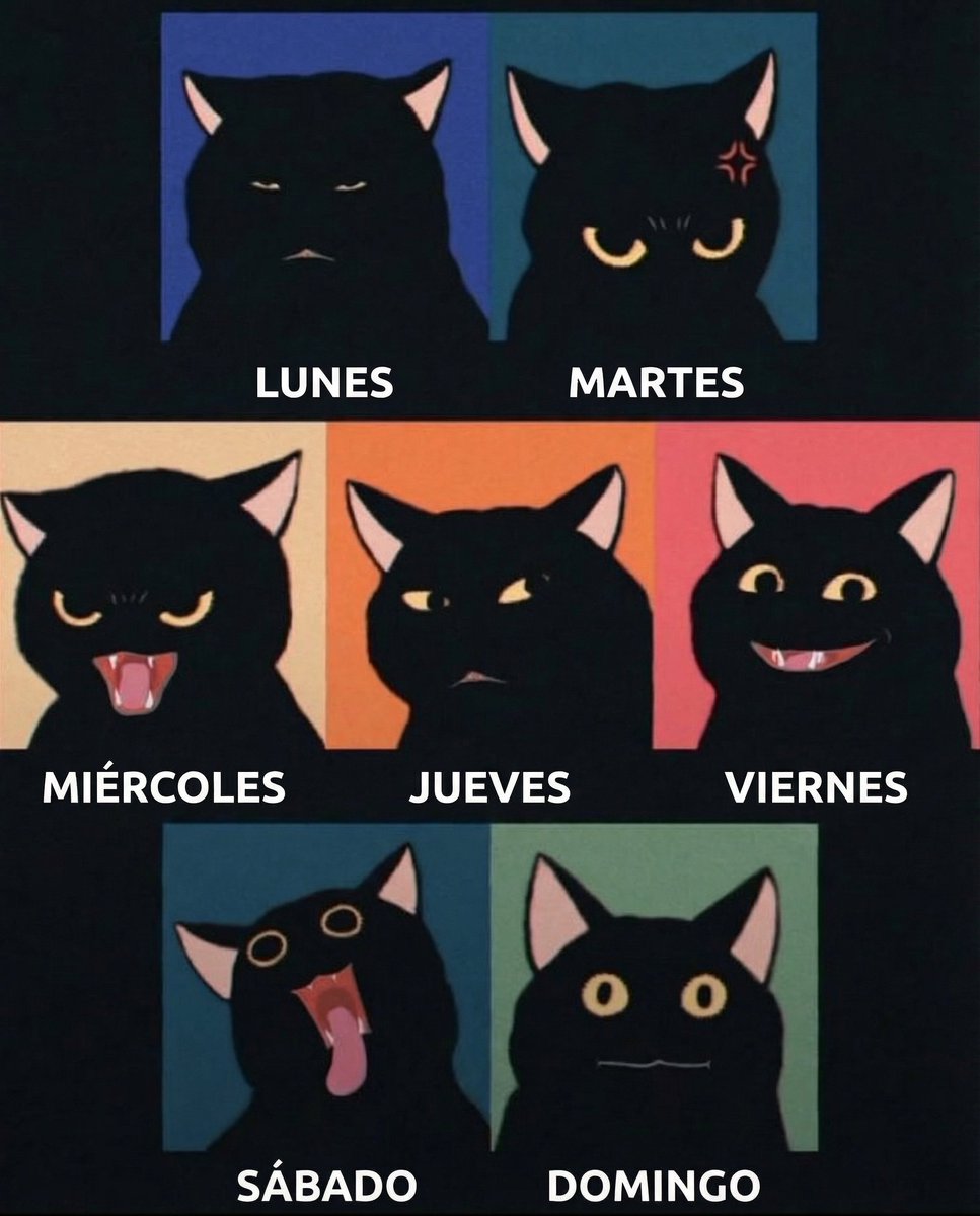 Esos gatos locos (@esosgatoslocos) on Twitter photo 