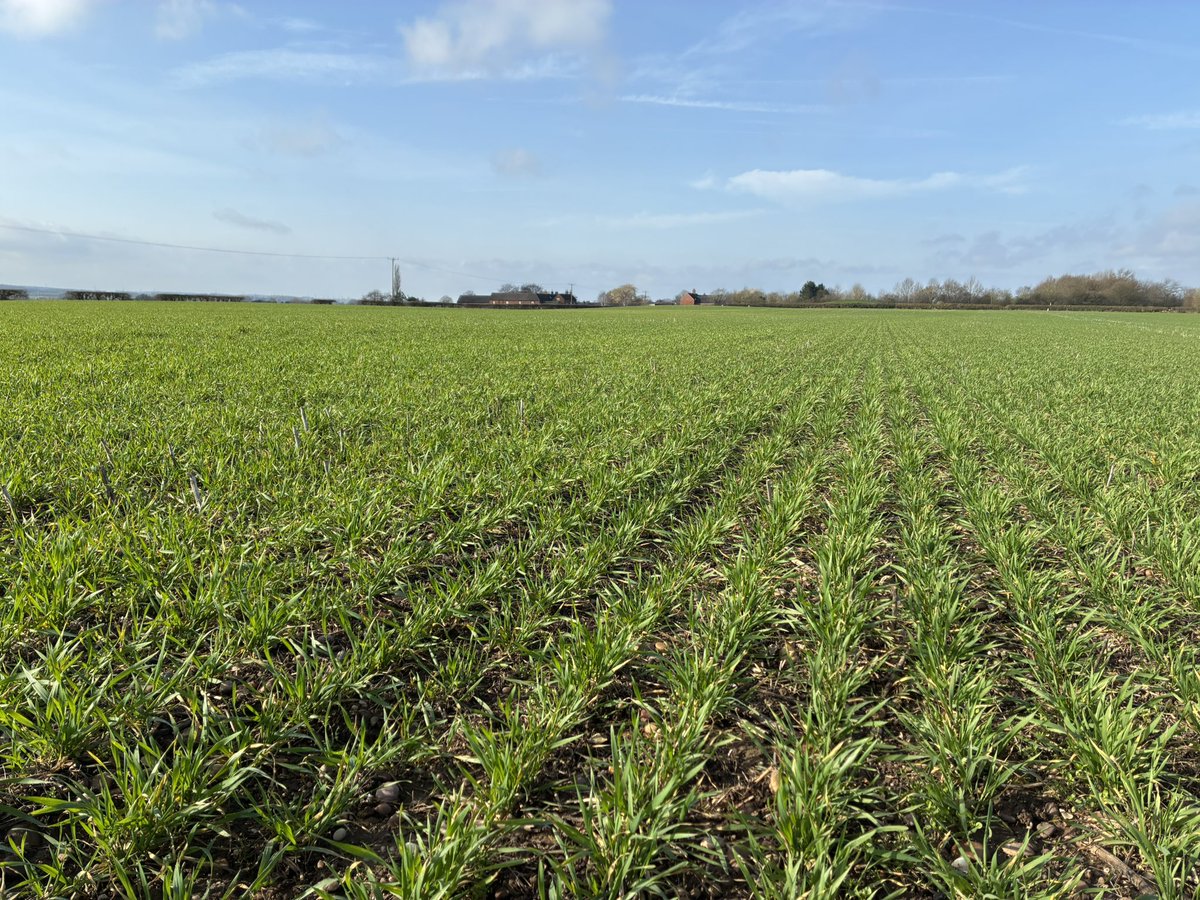 Daniel lievesley tweet media