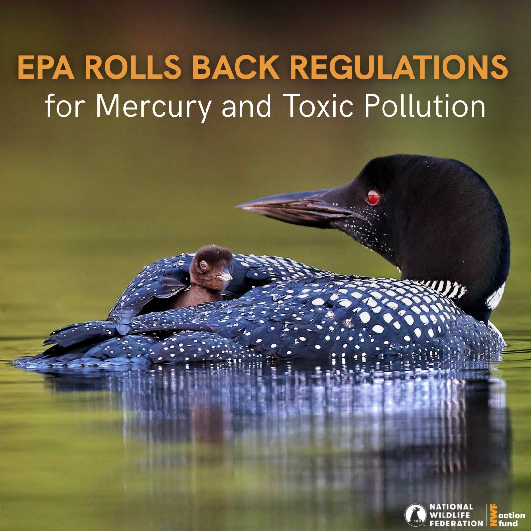 National Wildlife Federation Action Fund tweet media