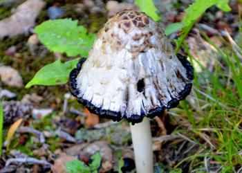 Forest Service, ARP tweet media