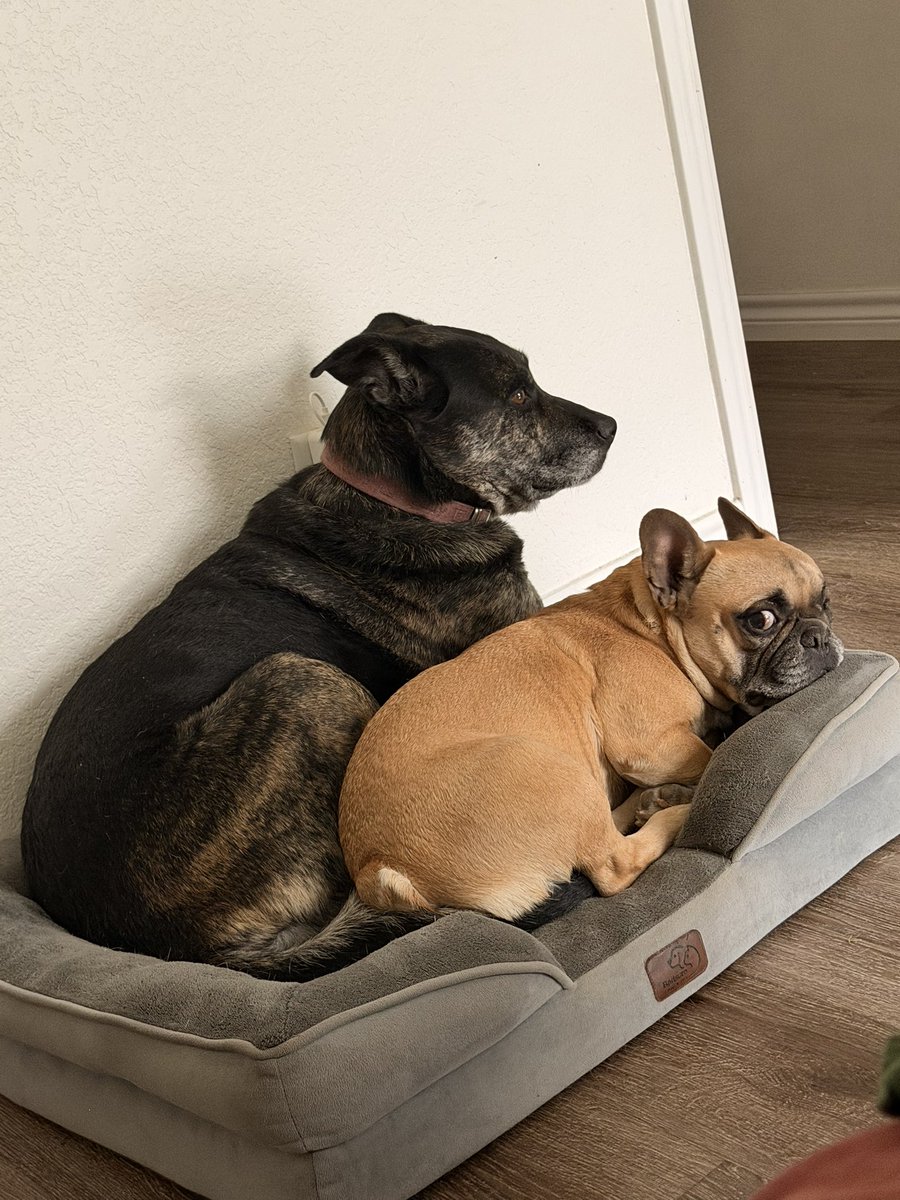 DanyelDev tweet media