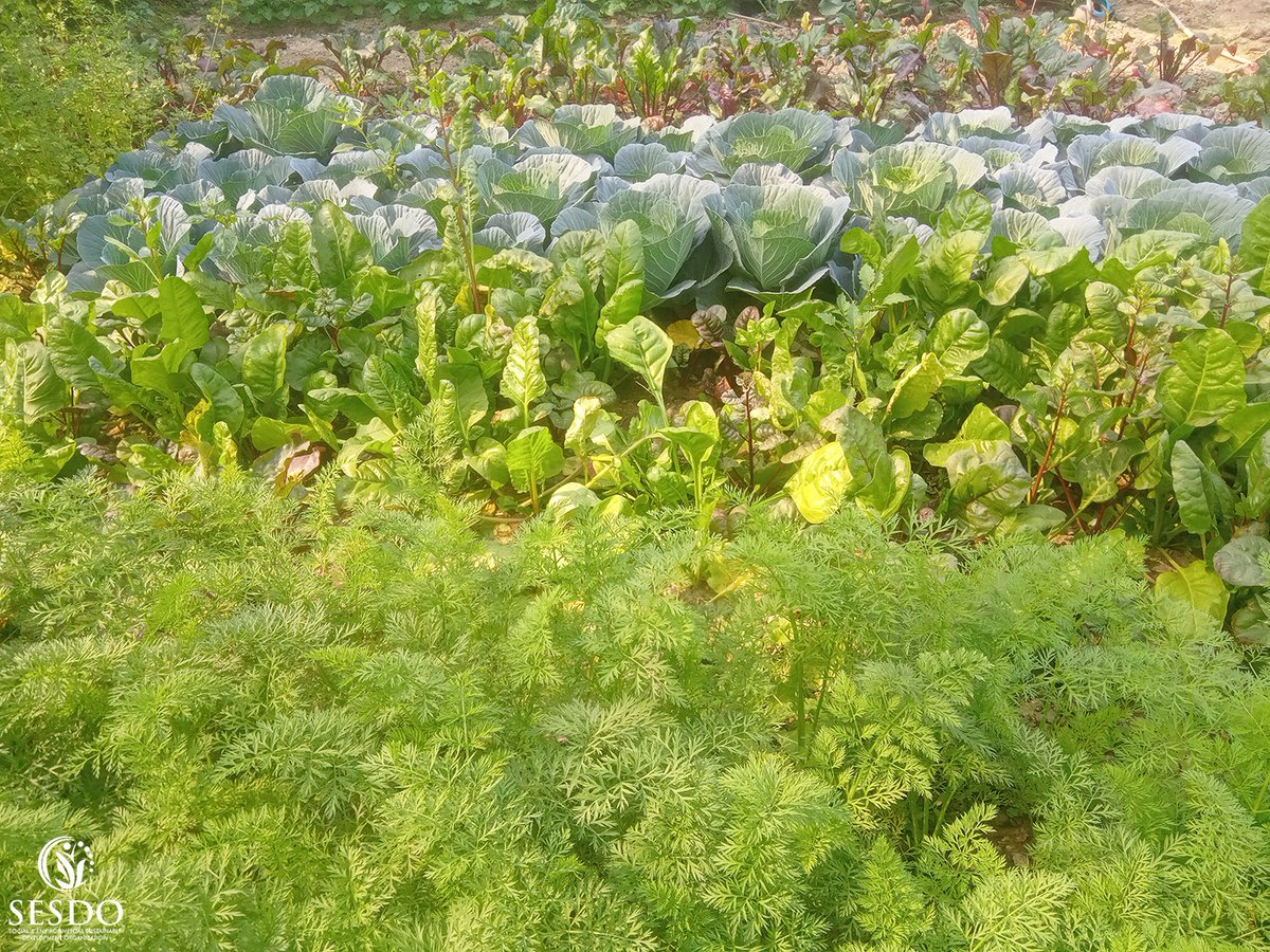 Tapas_Mollick's tweet photo. SESDO's HOME Model: Climate-Smart Livelihoods for Coastal Families 

One Home = One Ecosystem = One Climate Solution 

#HOMEModel #CSA3 #ClimateSmartAgriculture #ClimateResilience #Biodiversity #SESDO #Satkhira #Bangladesh #Livelihood #NatureBasedSolutions https://t.co/zgfgALnP6a