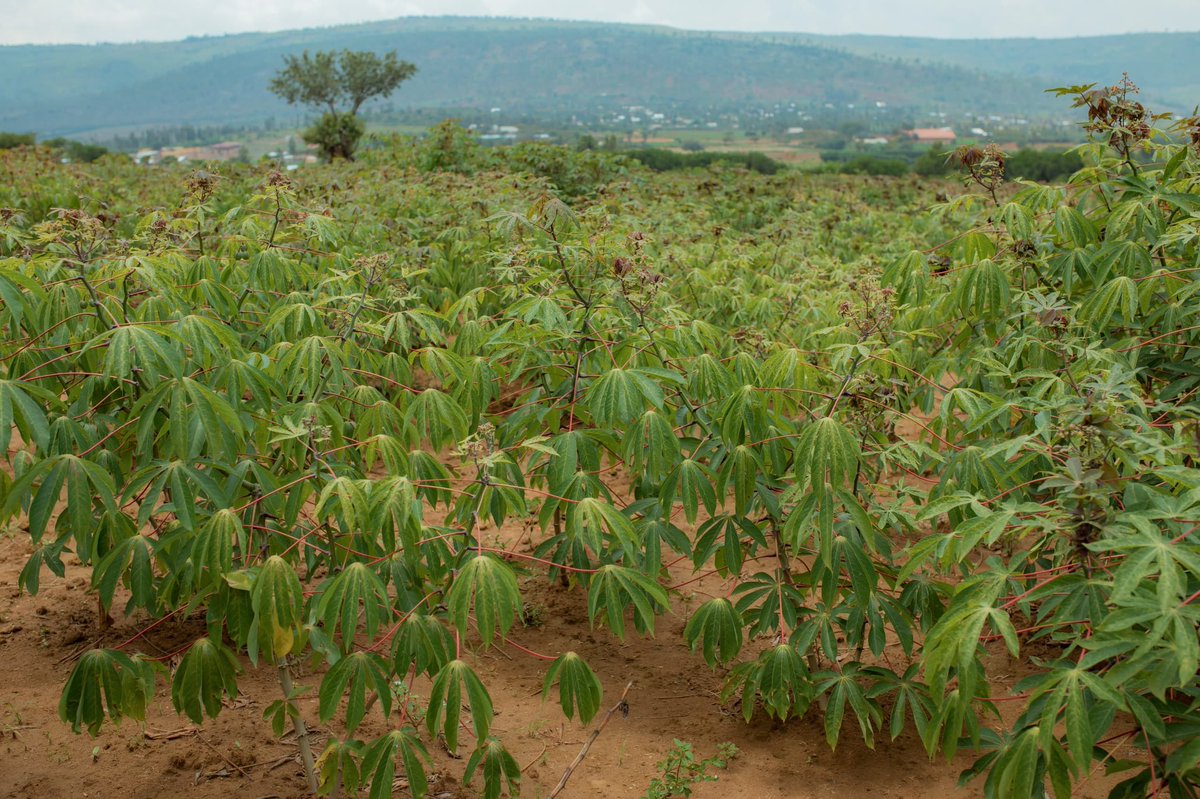 EcoAgriMedia tweet media