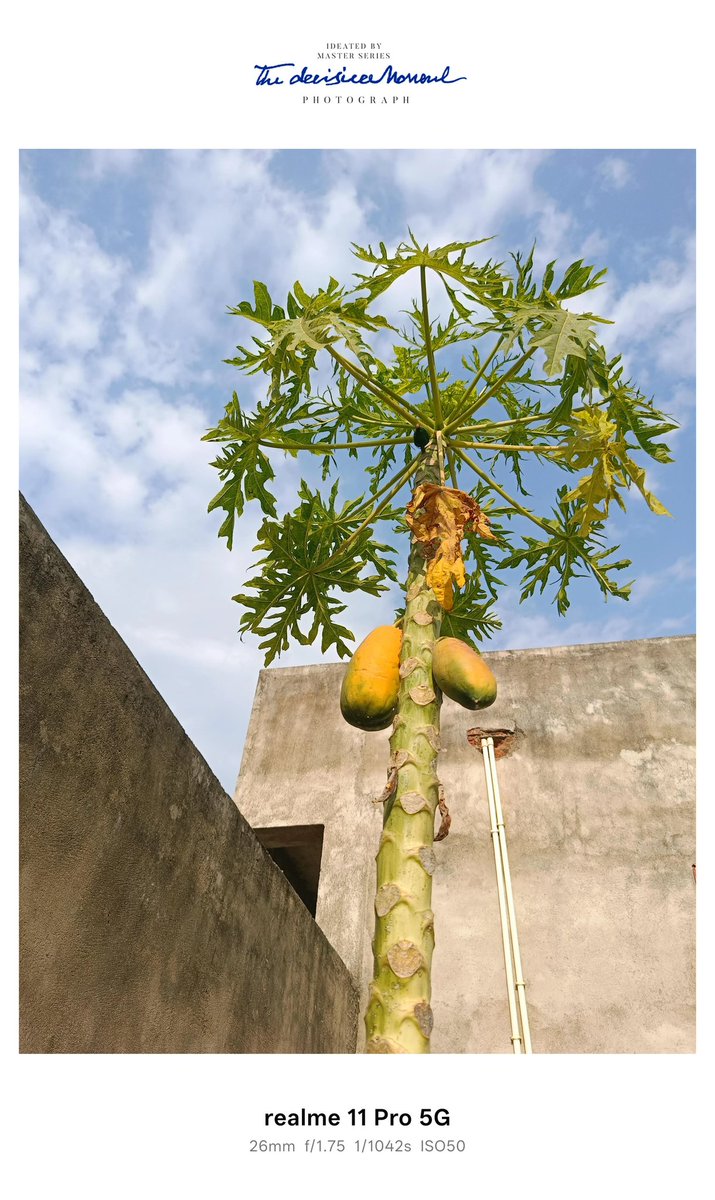 reddit.com/r/plants/s/5Je…