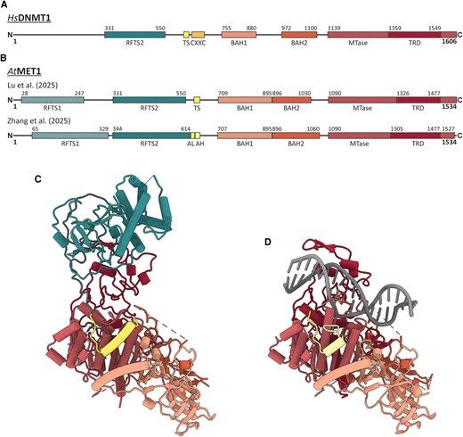 ThePlantCell's tweet photo. IN BRIEF: “Two scoops, please!”: Twin cryo-EM structures of an Arabidopsis thaliana DNA methyltransferase (Jan Wilhelm Hübbers) https://t.co/KvFYeckxZo @ASPB #PlantSci https://t.co/7TTQAyiifx