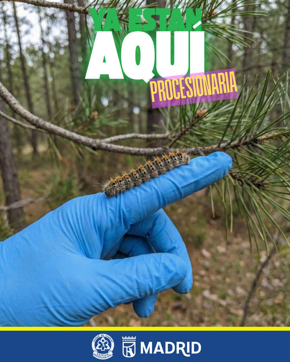 Ya están aquí! 🐛

La Thaumetopoea pityocampa, o como seguro la conoces, oruga procesionaria del pino; ya está aquí!

Y es que ya habrás podido ver alguno de sus "desfiles" que pueden suponer un riesgo para la salud de personas y animales.

Ante éste nuevo "invitado" estacional,
