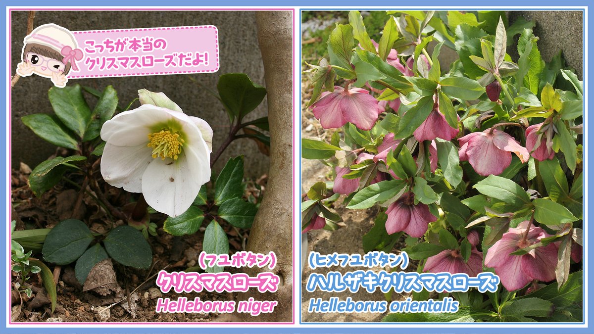 クリスマスローズ」もTLに 流れてくるようになったね(„◕᎑◕„) 厳密に